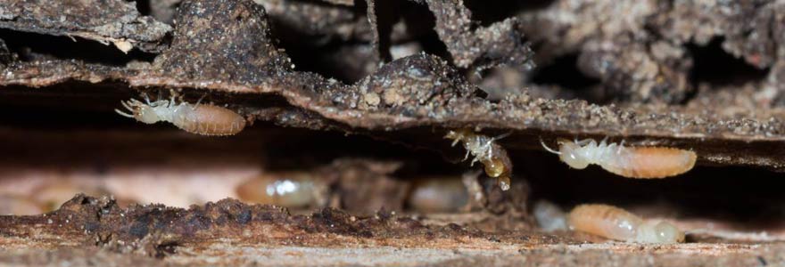 diagnostic termites